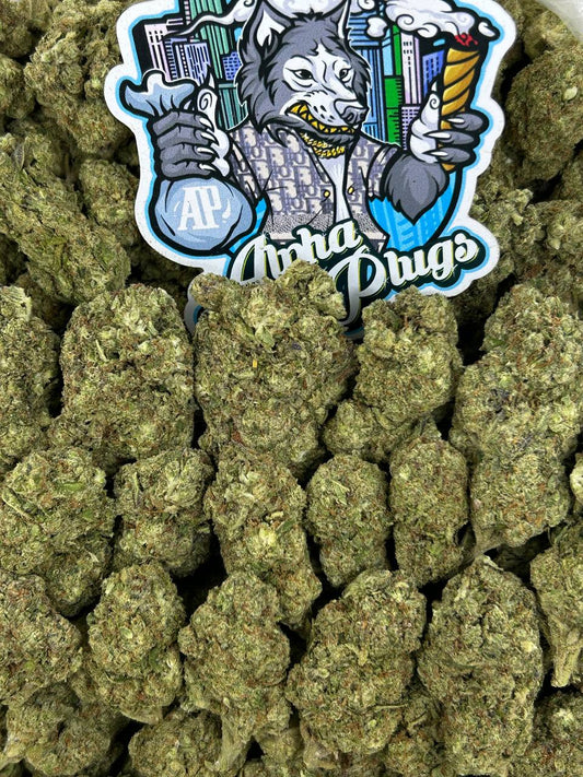 Gelato 41 🍦⛽️