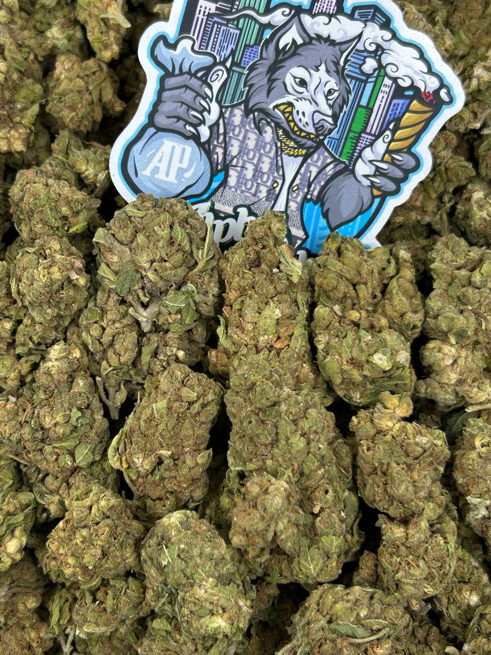 Northern Lights 🌌🌲