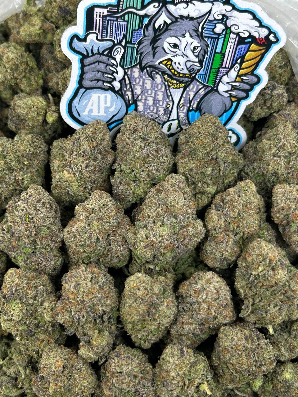 Bubblegum Plush 🫧🧸