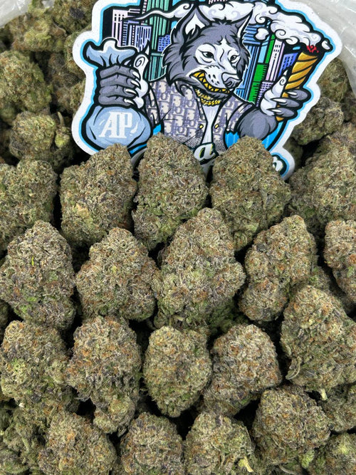 Bubblegum Plush 🫧🧸
